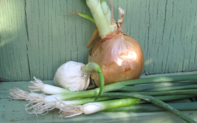 Growing Green Onions (Without a Garden)