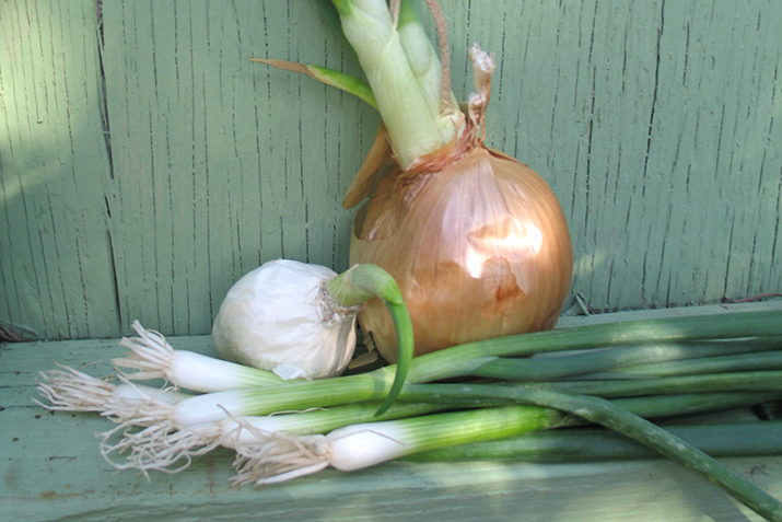 Growing Green Onions (Without a Garden)